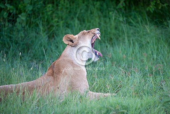 Lioness yawning