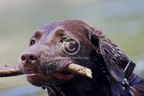 Dog swimming