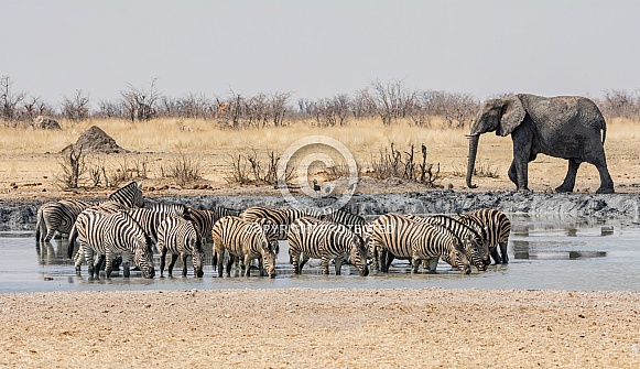 Zebra At Watering Hole Zebra At Watering Hole