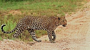 Leopard in Road