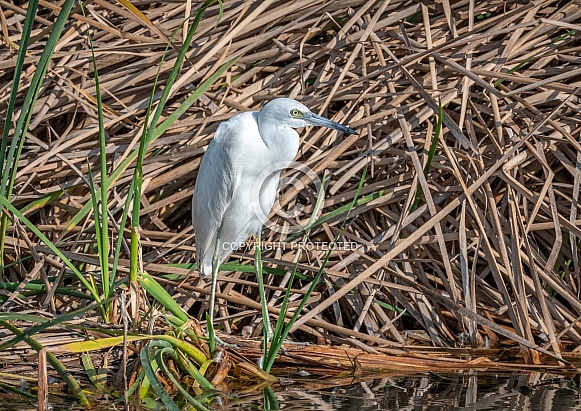 Little Blue Heron