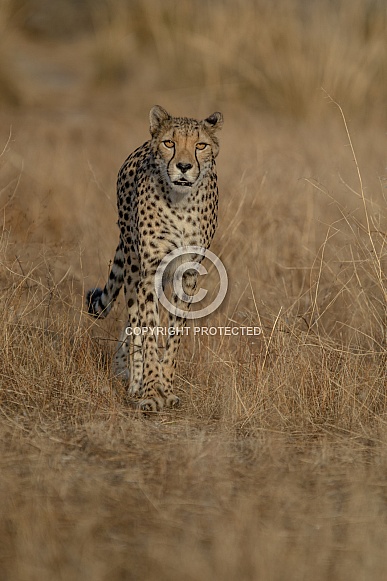 Cheetah