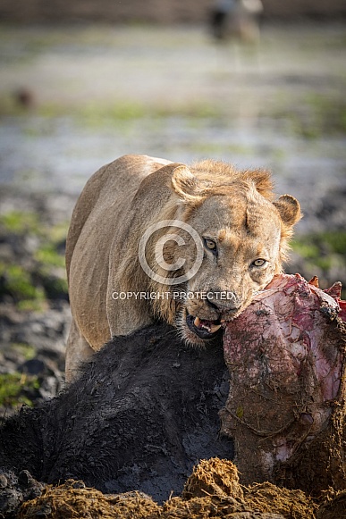 Lion eating buffalo carcass Lion eating buffalo carcass