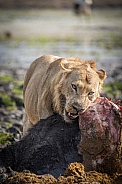 Lion eating buffalo carcass
