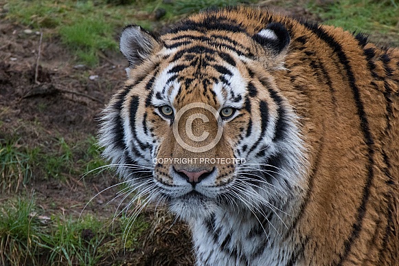 Amur/Siberian Tiger (Panthera Tigris Altaica)