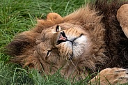 African Lion Lying Down