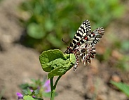 Southern Festoon Butterfly