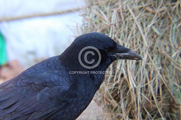 Common Crow