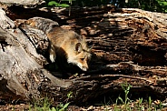 Fox in log
