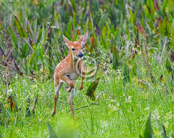 young white tailed deer - Odocoileus virginianus - running through meadow and marsh