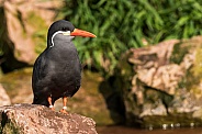 Inca Tern On Rock