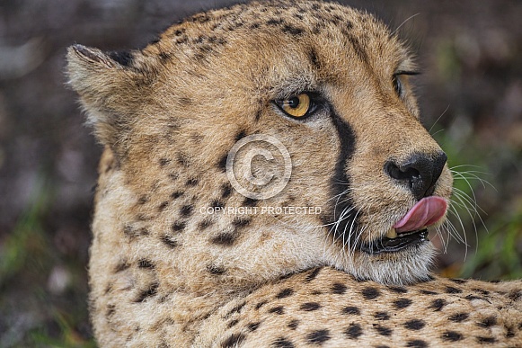 Cheetah showing tongue