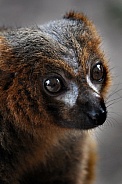 Red-bellied Lemur (Eulemur rubriventer)
