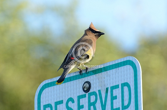 Cedar Waxwing Cedar Waxwing