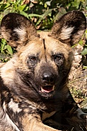 African Painted Dog Close Up Portrait