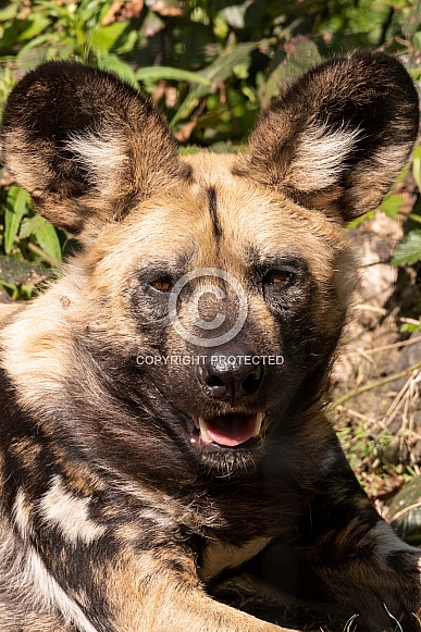 African Painted Dog Close Up Portrait African Painted Dog Close Up Portrait