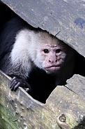 The Colombian white-faced capuchin (Cebus capucinus)