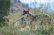 Coyote in the Brush