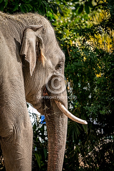 Asian Elephant Asian Elephant
