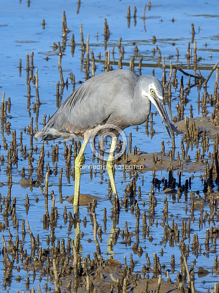 White-faced Heron