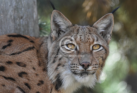 Carpathian Lynx