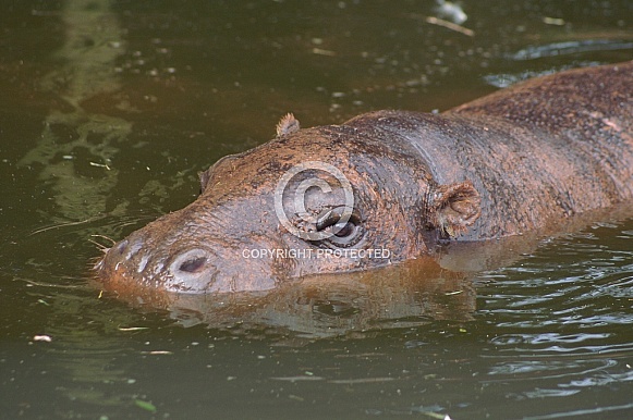 Pygmy Hippo