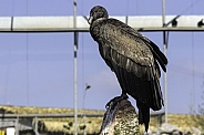 Andean condor female
