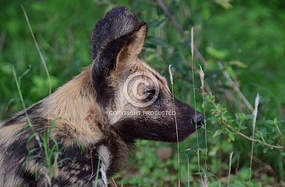 African wild dog