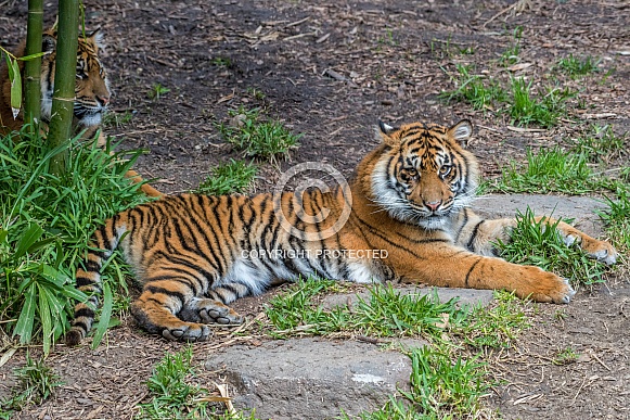 Sumatran Tiger - 1 Year Old Cub - Female Sumatran Tiger - 1 Year Old Cub - Female