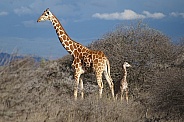 Giraffes, Mother and Calf