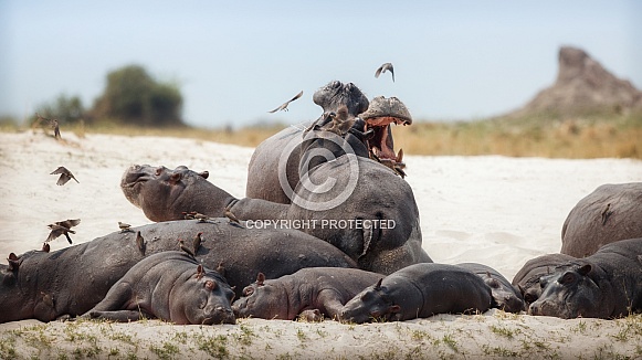 Aggressive hippo male fake attack