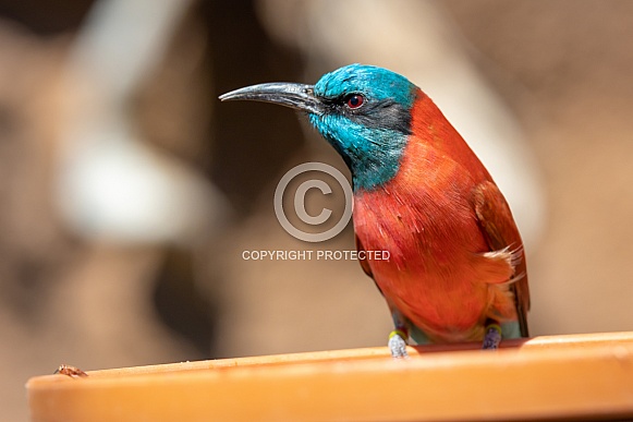 Bee Eaters