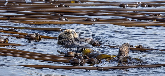 Sea Otter floating