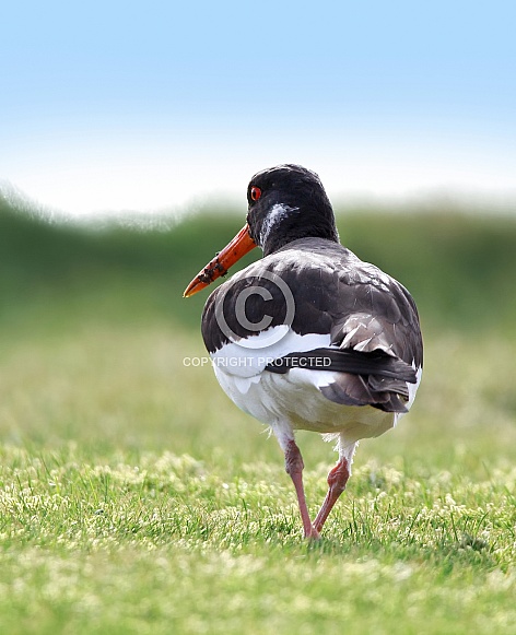 Oystercatcher