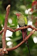 Princess parrot