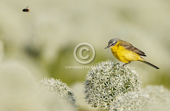 Yellow Wagtail bird