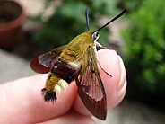 Broad-bordered beehawk moth