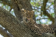 Close up of a leopard with his tongue out