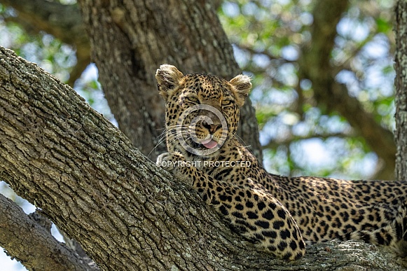 Close up of a leopard with his tongue out