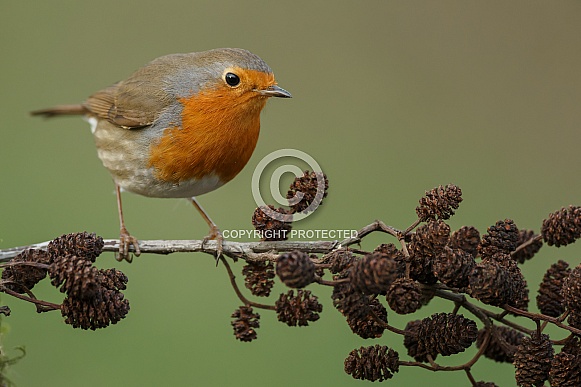 The European robin (Erithacus rubecula