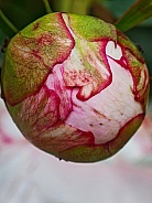 Budding Peony