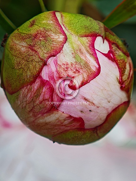 Budding Peony