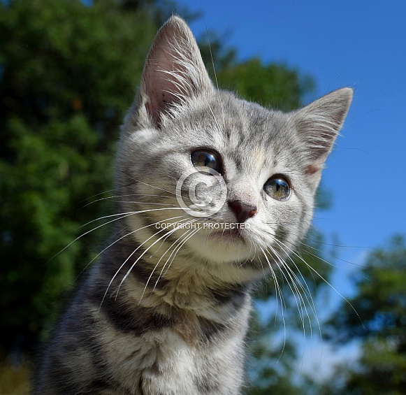 Grey Tabby Kitten Grey Tabby Kitten