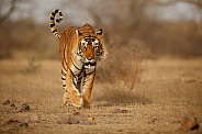 Beautiful tiger in the nature habitat. Tiger pose in amazing light. Wildlife scene with wild animal. Indian wildlife. Indian tiger. Panthera tigris tigris.