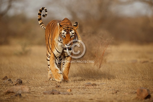 Beautiful tiger in the nature habitat. Tiger pose in amazing light. Wildlife scene with wild animal. Indian wildlife. Indian tiger. Panthera tigris tigris.