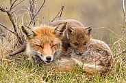 Red fox cubs
