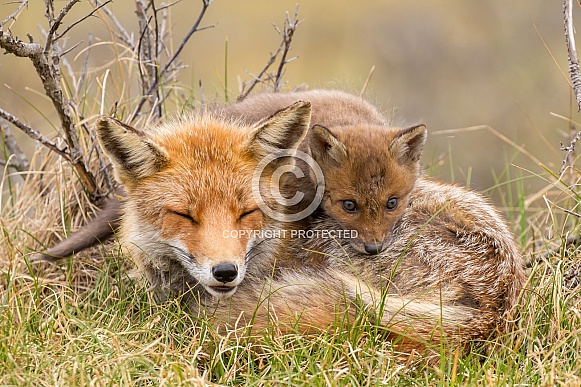 Red fox cubs