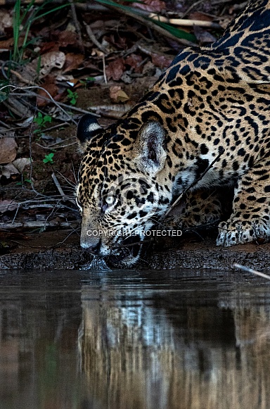 Drinking jaguar