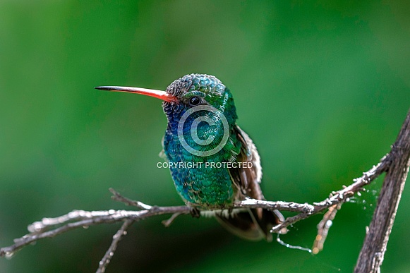 Hummingbird-Broadbill Hummingbird Profile Hummingbird-Broadbill Hummingbird Profile