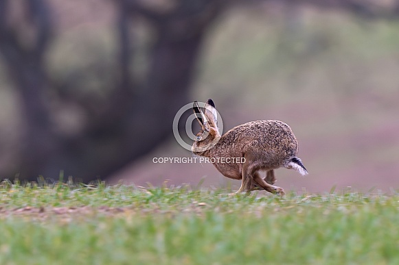 Brown Hare